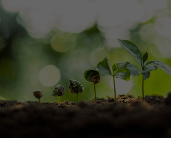 Growth Focused
